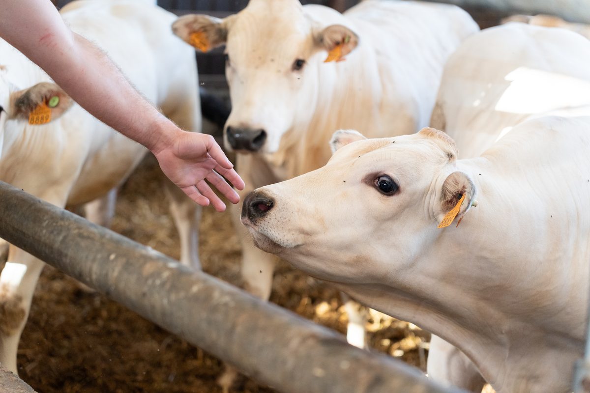 Il rapporto diretto con gli animali